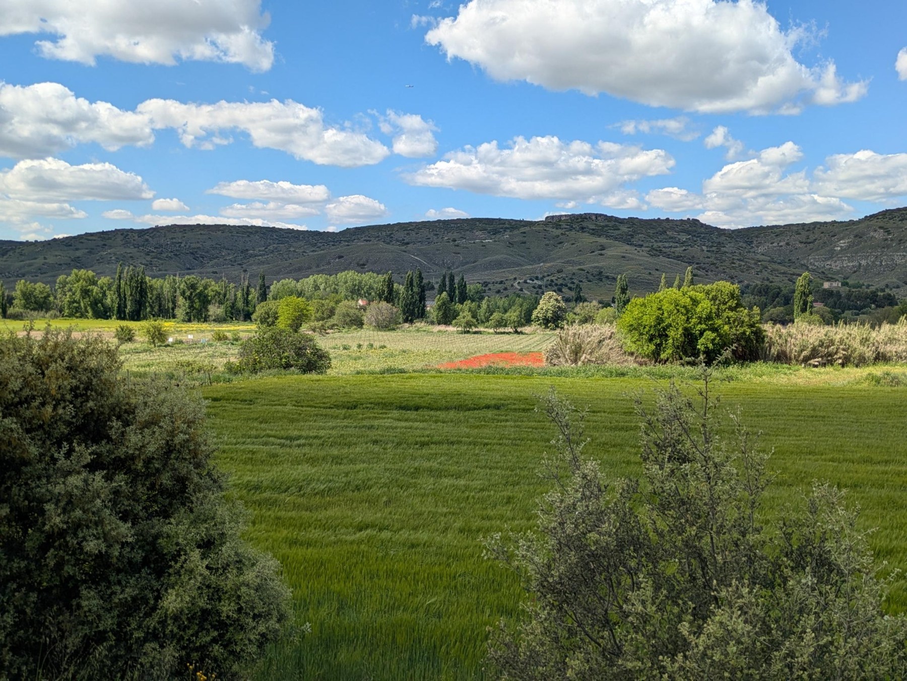 El valle del Tajuña y sus campos verdes